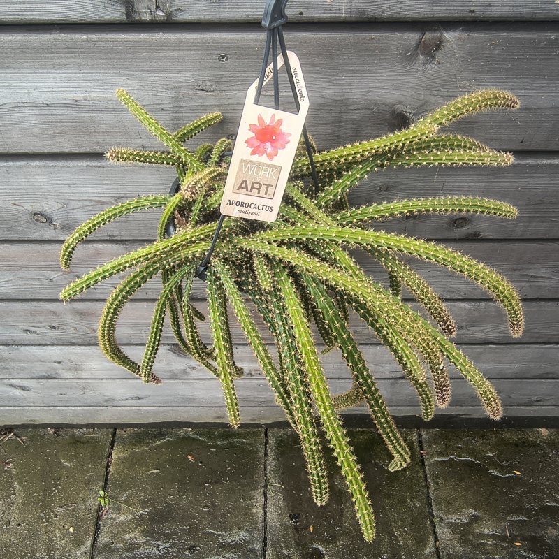 Aporocactus (Aporokaktus Malisonov) ´MALISONII´ - kont. C1L, výška 40-50 cm - Závesný kvetináč